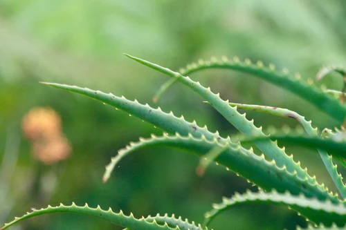 aloe vera health benefits