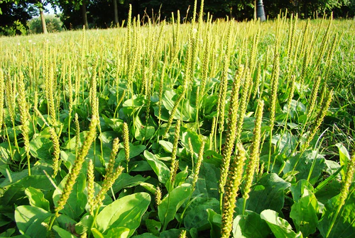 psyllium plantago ovata alternate